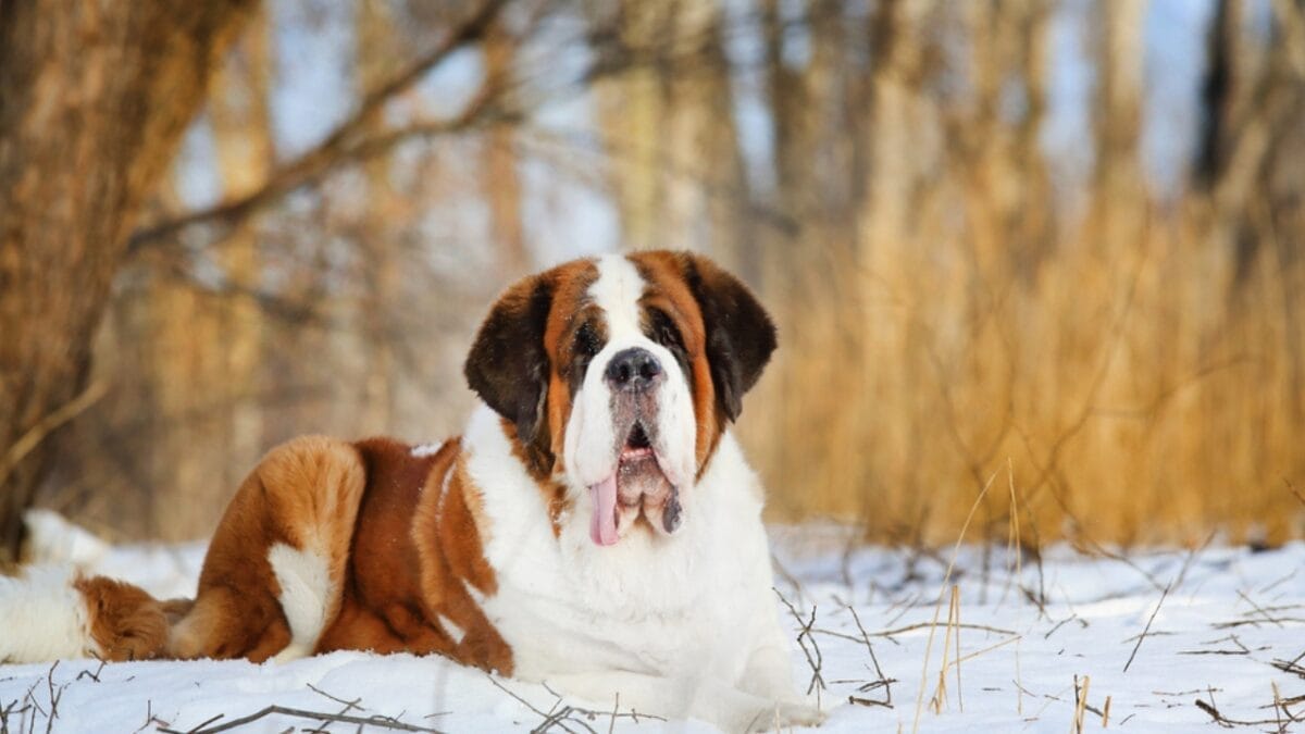 These Dog Breeds Have the Shortest Lifespans—One Breed Lives Just 5 Years - saint bernard ss1696041139