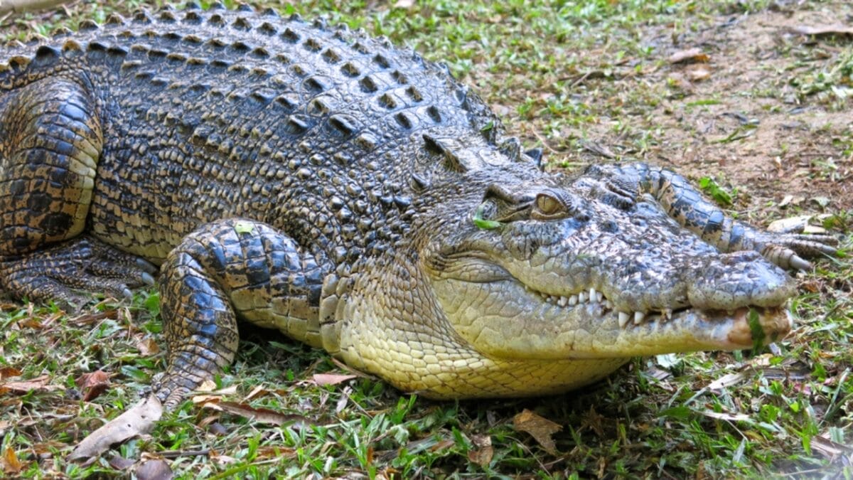 19 Terrifying Creatures That Could Give You Nightmares 3 19 Terrifying Creatures That Could Give You Nightmares - saltwater crocodile dp97978296