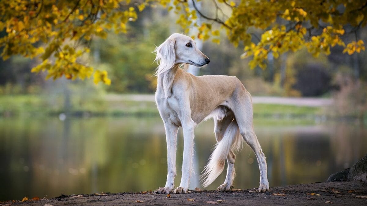 8 Fastest Dog Breeds & Their Speeds - saluki dog ss1155867127
