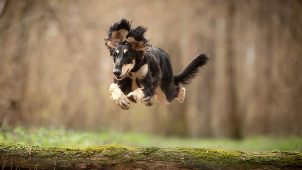 8 Unique Traits That Have Made Saluki Dogs Cherished Companions for Millennia 5 8 Unique Traits That Have Made Saluki Dogs Cherished Companions for Millennia - saluki dog jumping ss1734148871