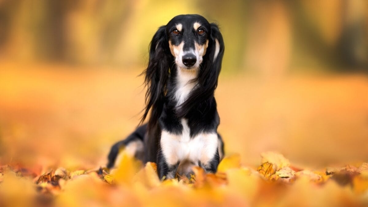 8 Unique Traits That Have Made Saluki Dogs Cherished Companions for Millennia 4 8 Unique Traits That Have Made Saluki Dogs Cherished Companions for Millennia - saluki dog sitting autumn leaves ss2215944005