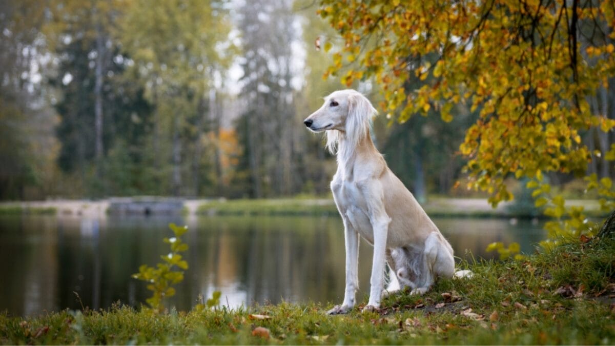 8 Unique Traits That Have Made Saluki Dogs Cherished Companions for Millennia 7 8 Unique Traits That Have Made Saluki Dogs Cherished Companions for Millennia - saluki dog sitting beside river ss1155867682