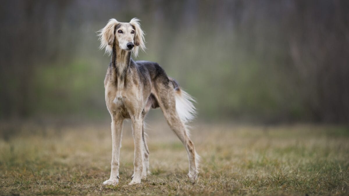 These 13 African Dogs Prove Beauty Comes From Resilience 9 These 13 African Dogs Prove Beauty Comes From Resilience - saluki dog standing park ss791264566