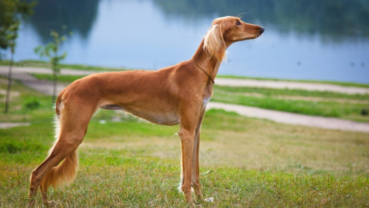 8 Unique Traits That Have Made Saluki Dogs Cherished Companions for Millennia 3 8 Unique Traits That Have Made Saluki Dogs Cherished Companions for Millennia - saluki dog standing river ss738705256