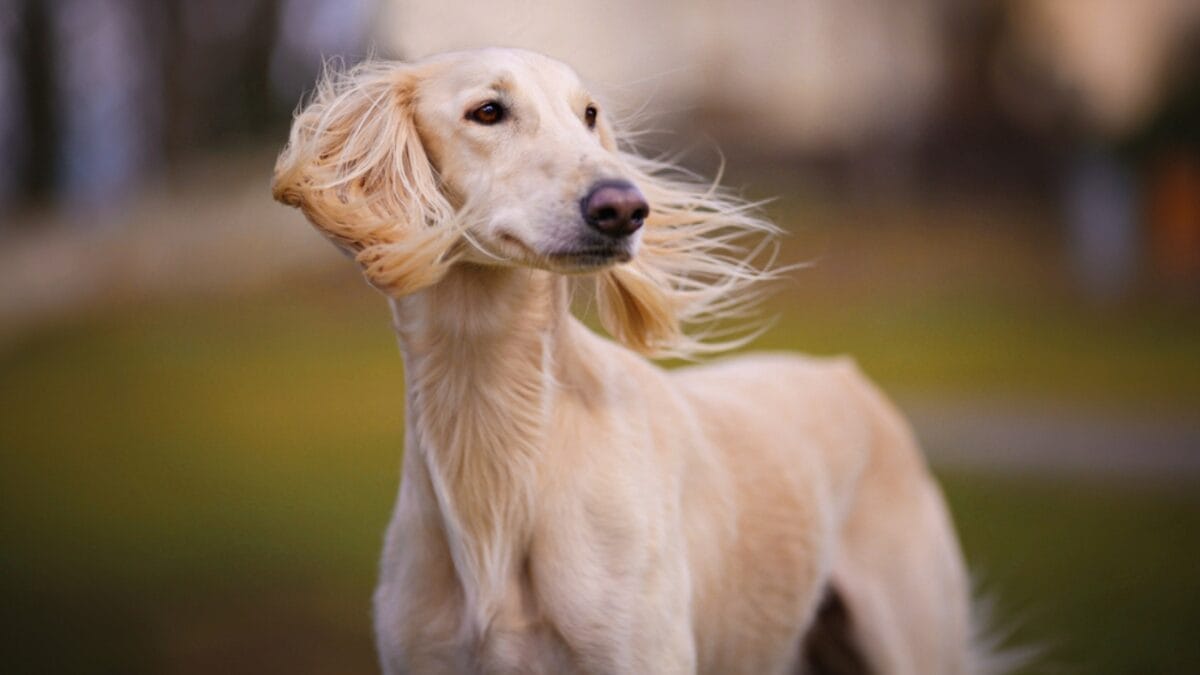 8 Unique Traits That Have Made Saluki Dogs Cherished Companions for Millennia 2 8 Unique Traits That Have Made Saluki Dogs Cherished Companions for Millennia - saluki dog standing side ss1682396497