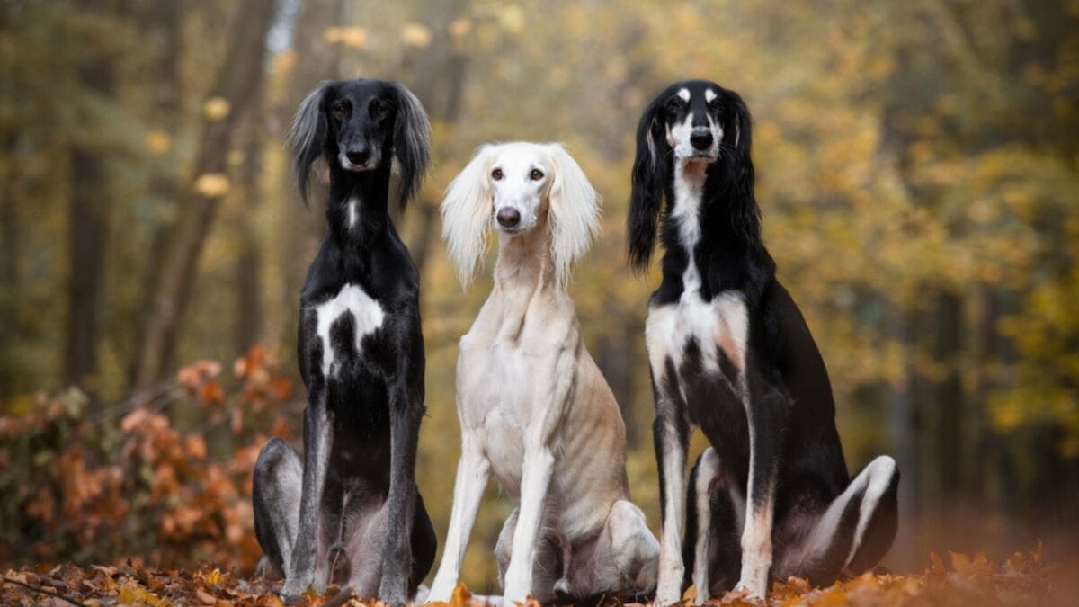 Guardians of the Pharaohs: 6 Dogs of Ancient Egypt - saluki sog ss1981306790