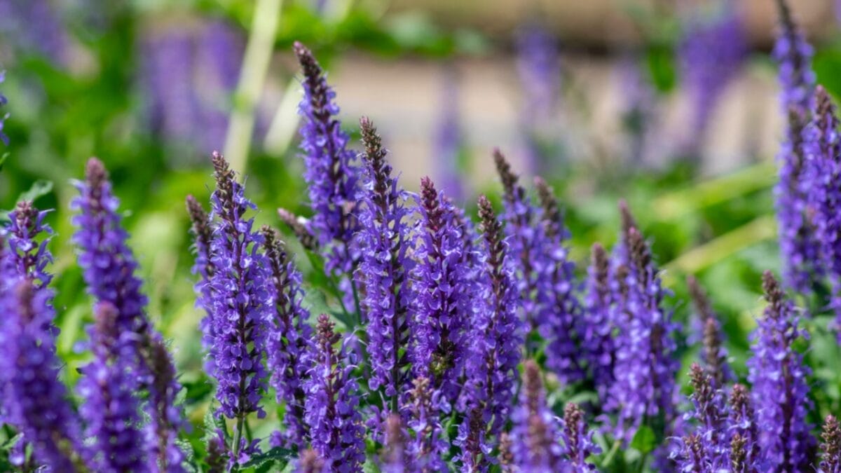 Attract Hummingbirds to Your Hanging Baskets with These 10 Low-Key Flowers - salvia ss1971224621