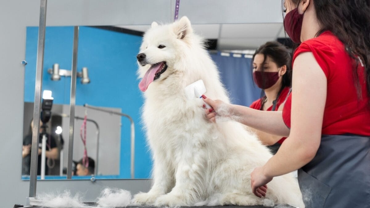 7 Samoyed-Approved Tips for Keeping Your House Fur-Free (Well, Almost) 2 7 Samoyed-Approved Tips for Keeping Your House Fur-Free (Well, Almost) - samoyed brushing ss2073597584