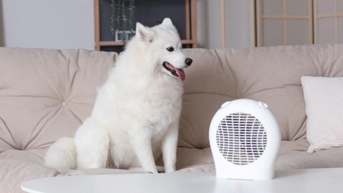 7 Samoyed-Approved Tips for Keeping Your House Fur-Free (Well, Almost) 8 7 Samoyed-Approved Tips for Keeping Your House Fur-Free (Well, Almost) - samoyed dog couch ss2393415021