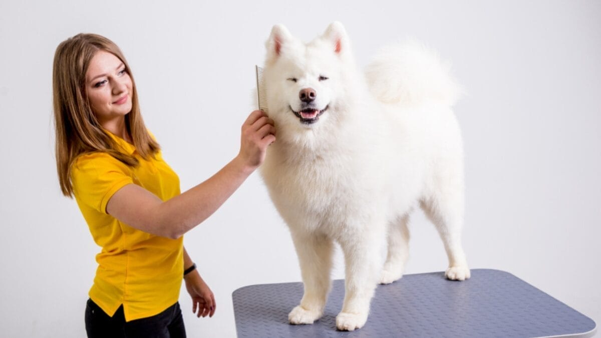 Malamute vs. Husky vs. Samoyed: How to Choose the Right Dog for You 6 Malamute vs. Husky vs. Samoyed: How to Choose the Right Dog for You - samoyed dog ss1149770288
