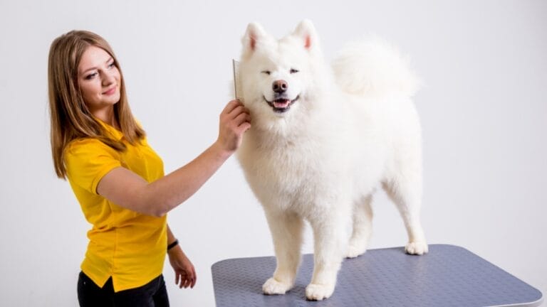 7 Samoyed-Approved Tips for Keeping Your House Fur-Free (Well, Almost) 5 7 Samoyed-Approved Tips for Keeping Your House Fur-Free (Well, Almost) - samoyed dog ss1149770288