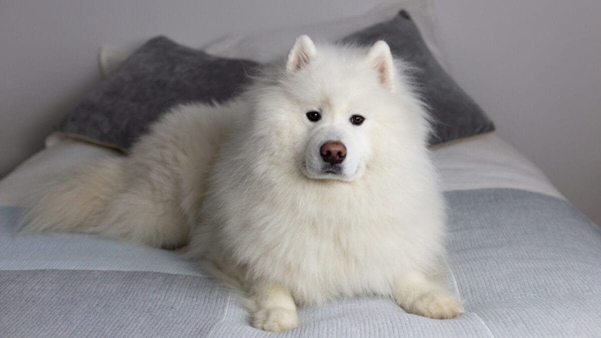 15 Dog Breeds Known for Their Fluffy, Cuddly Puppies - samoyed laying ss2255660397