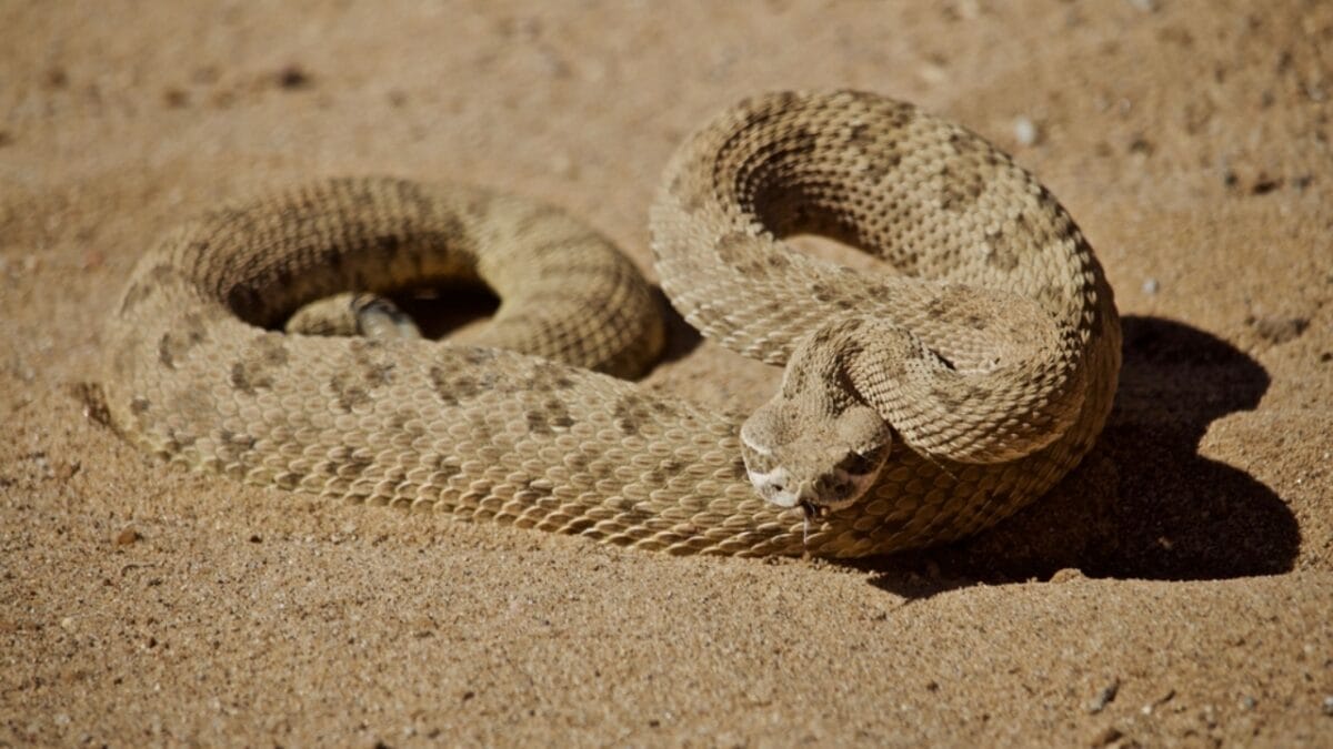 30 Rattlesnake Species from Around the Globe: Majority in U.S. 15 30 Rattlesnake Species from Around the Globe: Majority in U.S. - santa catalina rattlesnake dp214878404
