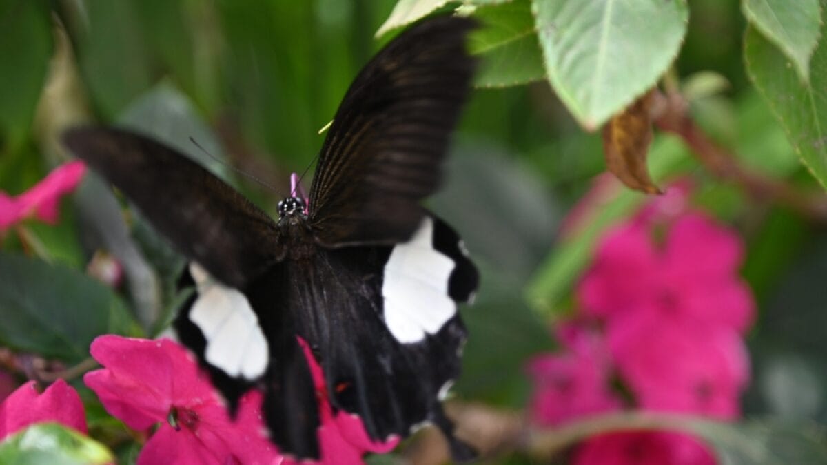 15 of the World's Most Enchanting & Vibrant Butterflies 17 15 of the World's Most Enchanting & Vibrant Butterflies - sapho long wing butterfly dp574779912