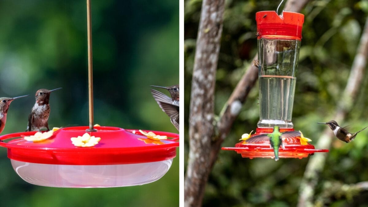 7 Solutions for Keeping Bees Off Hummingbird Feeders 2 7 Solutions for Keeping Bees Off Hummingbird Feeders - saucer style and bottle style feeder ss1805233603 2103644153
