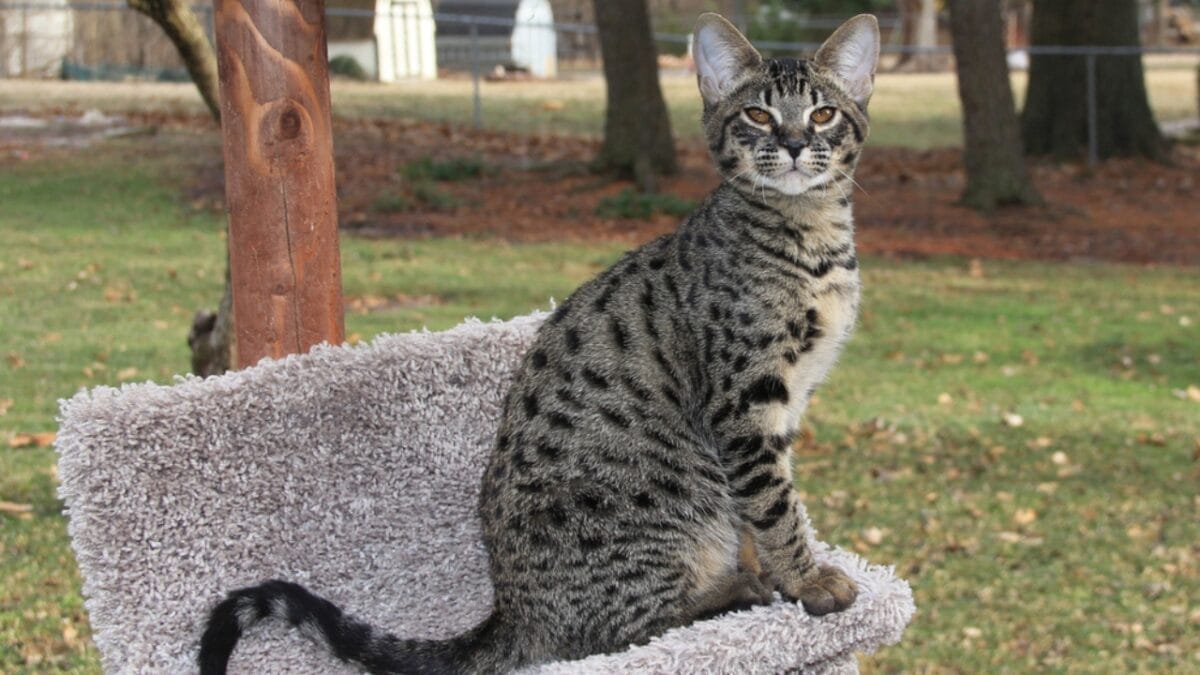 Meet the Savannah Cat: An Exotic 1980s Serval-Siamese Hybrid in Your Living Room - savannah cat dp645268290