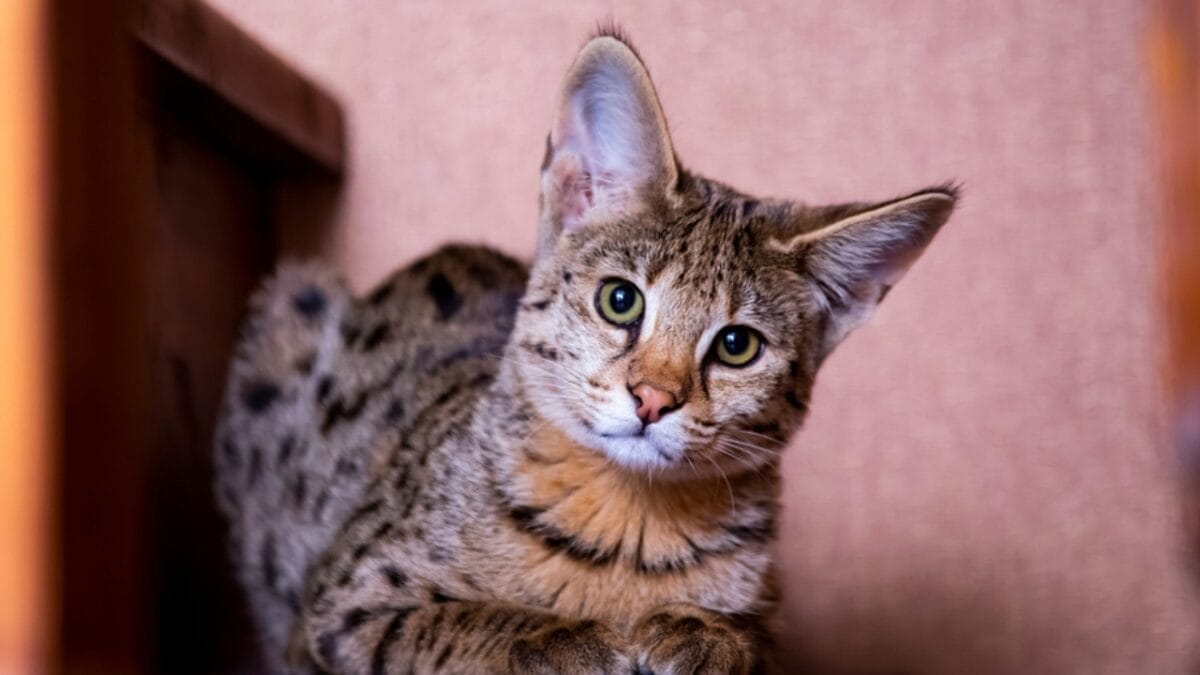 10 Cat Breeds That Look Like Wild Animals 3 10 Cat Breeds That Look Like Wild Animals - savannah cat ss1215040282