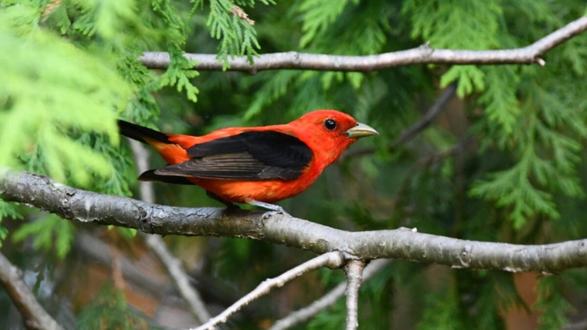 13 Birds with Red Heads You Need to Know About 8 13 Birds with Red Heads You Need to Know About - scarlet tanager bird dp577463298