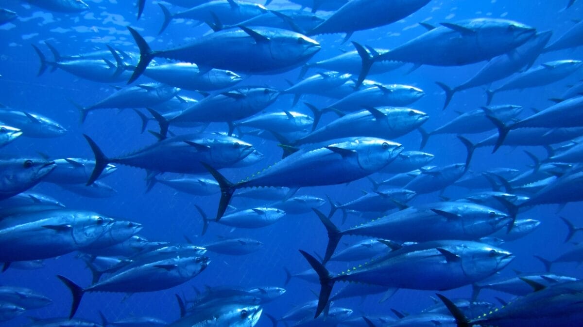 11 Breathtakingly Blue Beauties of the Animal Kingdom 9 11 Breathtakingly Blue Beauties of the Animal Kingdom - school of tuna fish ss106287101