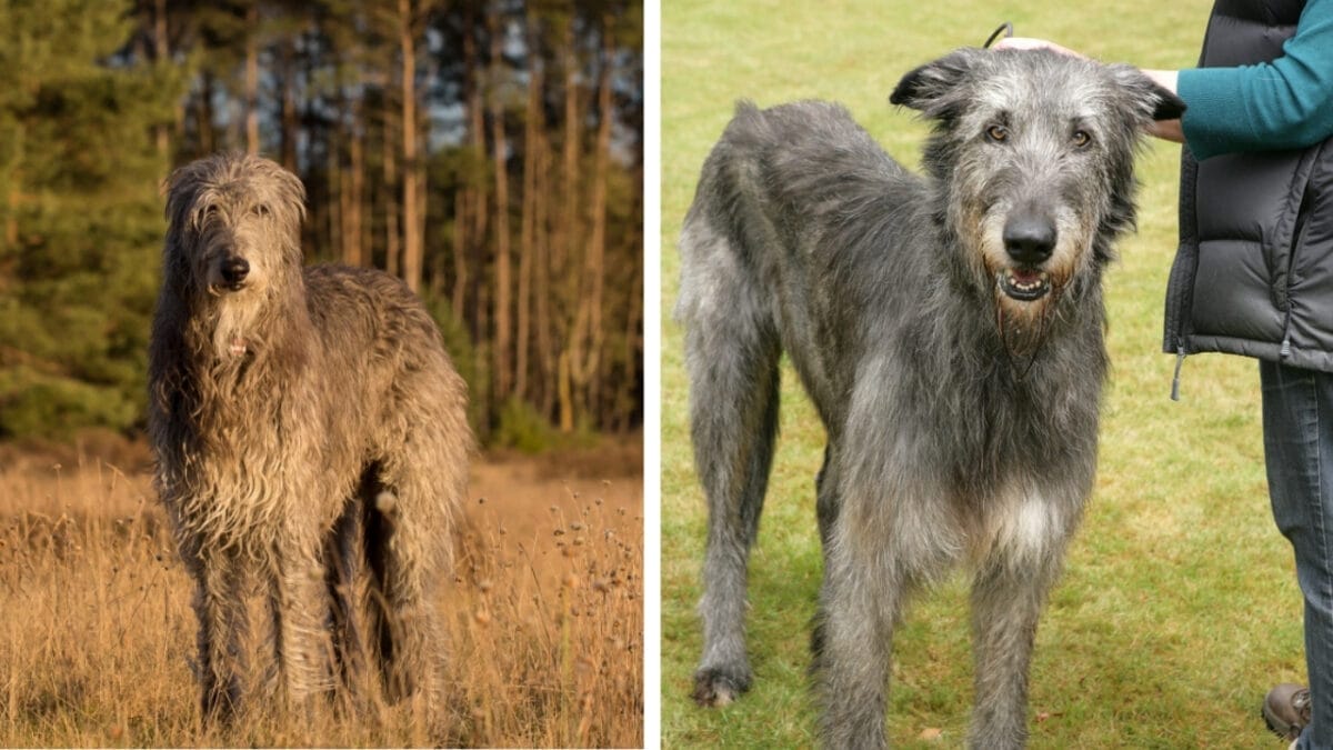 10 Pairs of Dog Breeds That Almost Look Identical - scottish and irish ss1604471593 1941948934