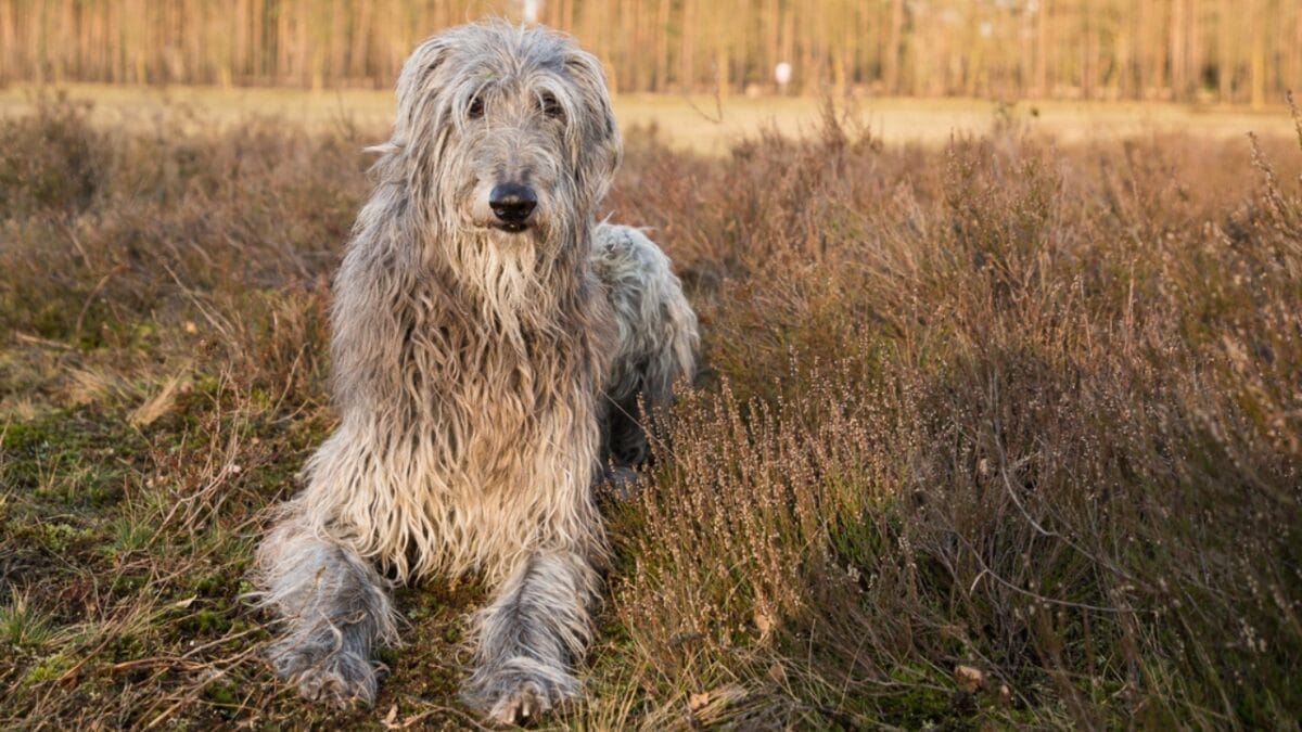 These Dog Breeds Have the Shortest Lifespans—One Breed Lives Just 5 Years - scottish deerhound ss1672816024