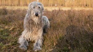 10 Things to Know About Scottish Deerhound Dogs Before Bringing One Home 1 10 Things to Know About Scottish Deerhound Dogs Before Bringing One Home - scottish deerhound ss1672816024