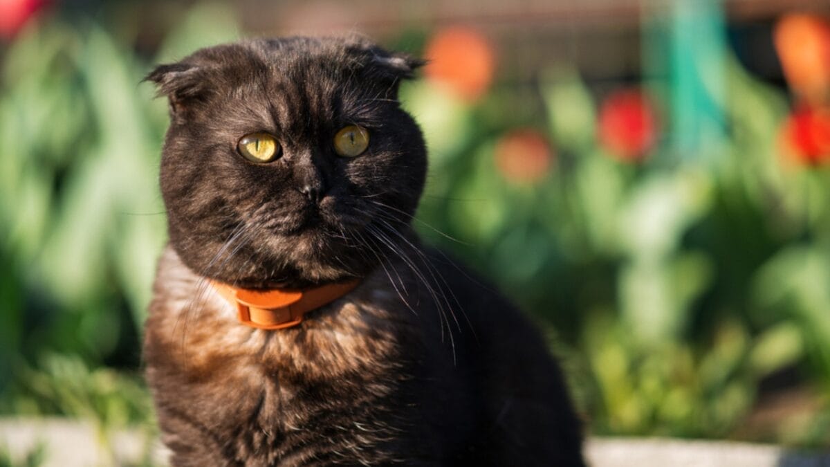 12 Black-Colored Cats Breaking Superstitions 10 12 Black-Colored Cats Breaking Superstitions - scottish fold cat dp390966370