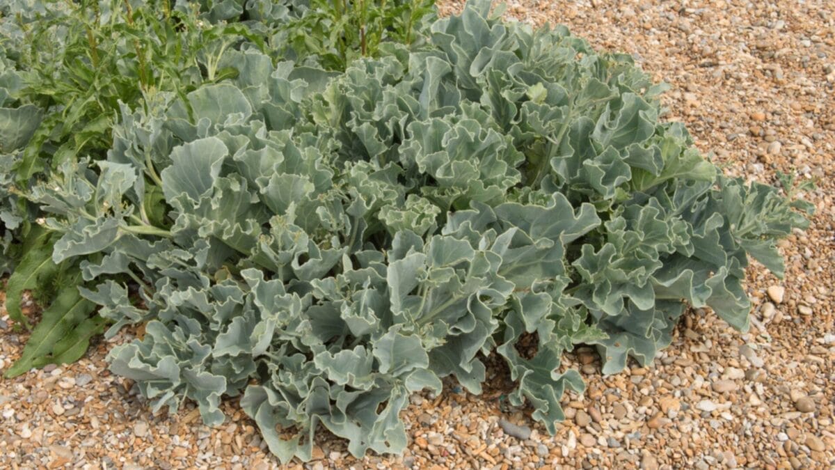 10 Perennial Vegetables You Only Need To Plant Once & Harvest Forever 9 10 Perennial Vegetables You Only Need To Plant Once & Harvest Forever - sea kale ss569038633