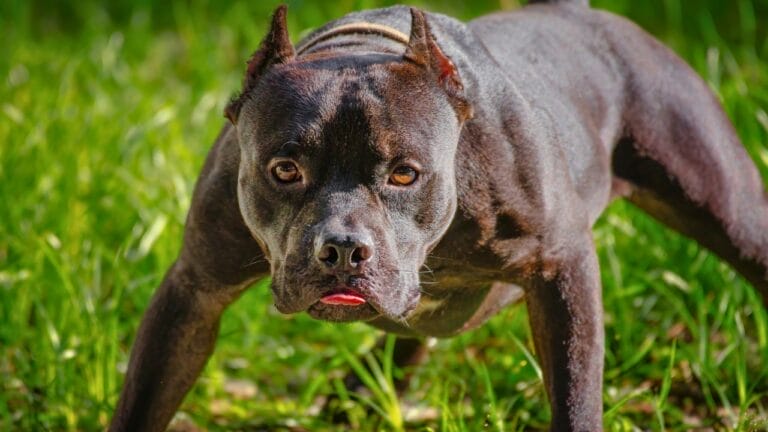 9 Pit Bull Myths: Separating Fact from Fiction About This Misunderstood Breed - seal pitbull ss1896535468