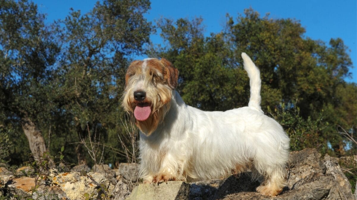 31 Endangered Dog Breeds at Risk of Disappearing 24 31 Endangered Dog Breeds at Risk of Disappearing - sealyham ss702909103