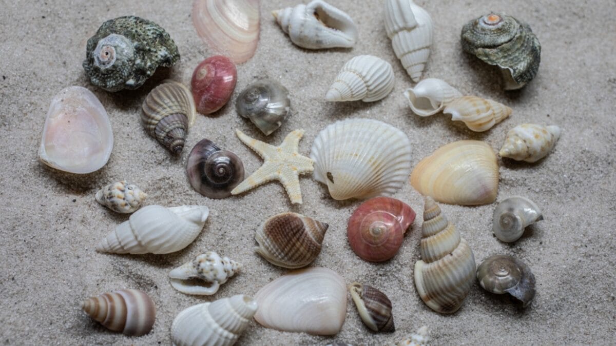 6 Reasons Why People Shouldn't Take Seashells From the Beach 6 6 Reasons Why People Shouldn't Take Seashells From the Beach - seashell collection dp654544254