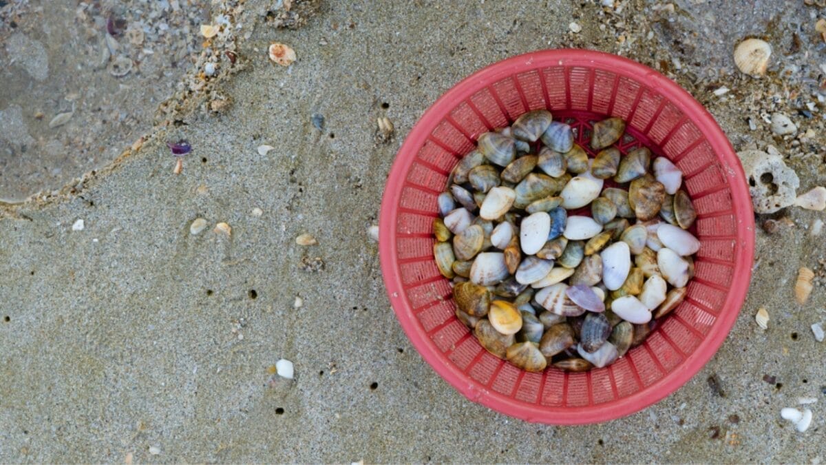 6 Reasons Why People Shouldn't Take Seashells From the Beach 4 6 Reasons Why People Shouldn't Take Seashells From the Beach - seashell in basket dp418887922