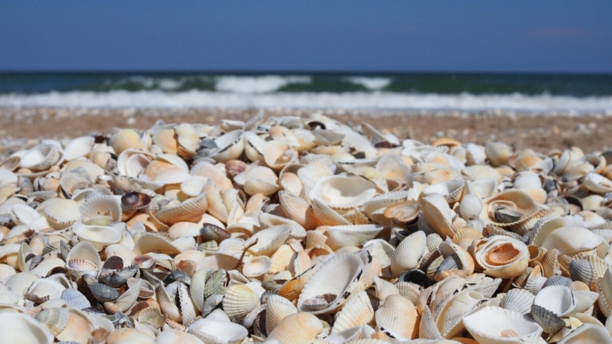 3 Remarkable Ways Nature Boosts Our Brain Power & Mental Well-Being 3 3 Remarkable Ways Nature Boosts Our Brain Power & Mental Well-Being - seashell in beach dp489848970