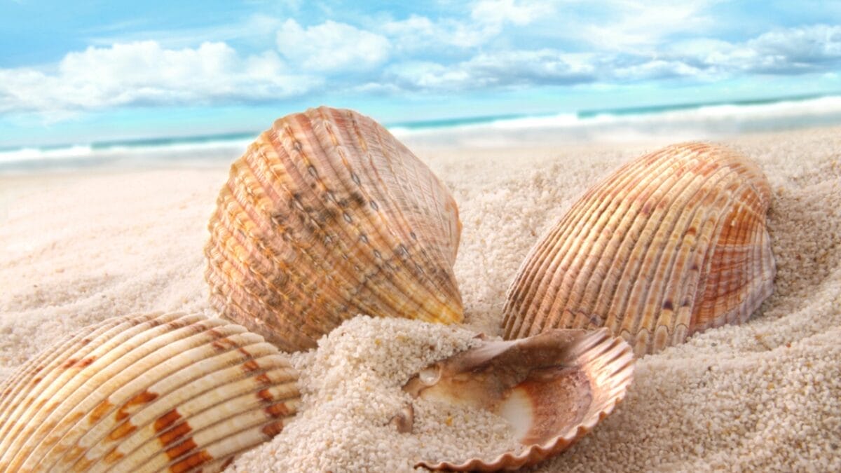 6 Reasons Why People Shouldn't Take Seashells From the Beach 8 6 Reasons Why People Shouldn't Take Seashells From the Beach - seashell in ocean dp5660190