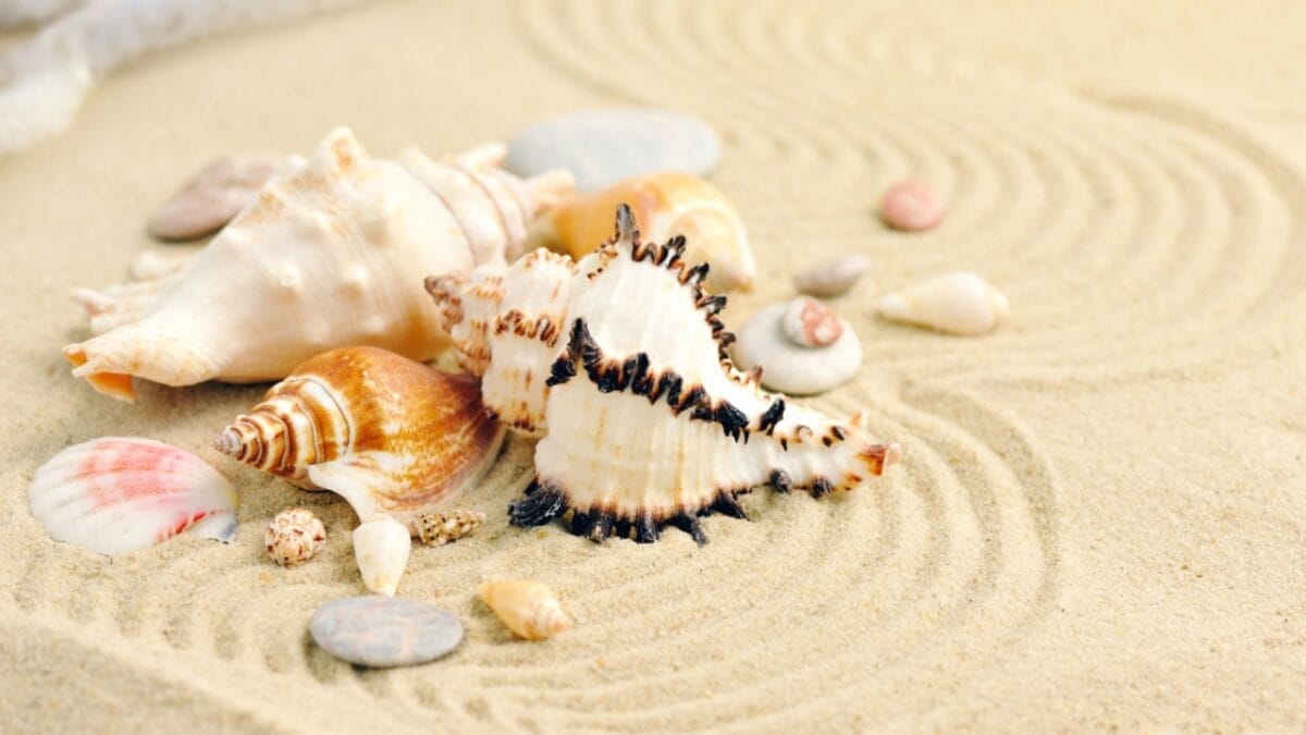 How to Grow More with Less: 12 Permaculture Principles for a Low-Maintenance Garden - seashell in sand dp75400187