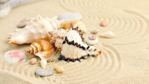 6 Reasons Why People Shouldn't Take Seashells From the Beach 1 6 Reasons Why People Shouldn't Take Seashells From the Beach - seashell in sand dp75400187