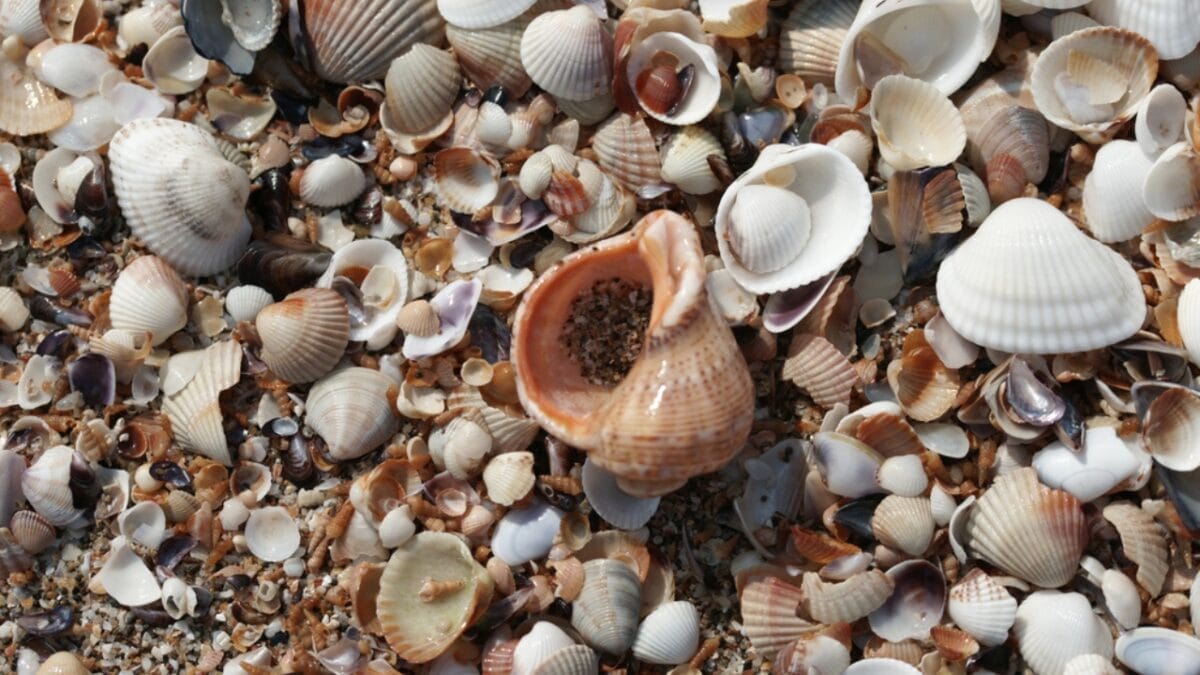 6 Reasons Why People Shouldn't Take Seashells From the Beach 2 6 Reasons Why People Shouldn't Take Seashells From the Beach - seashells dp337341108