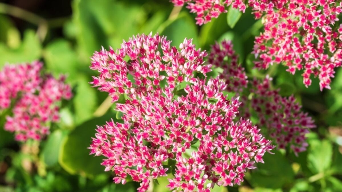 Say Goodbye to Weeding: 14 Perennial Wildflowers for a Carefree Garden - sedum ss2375002349