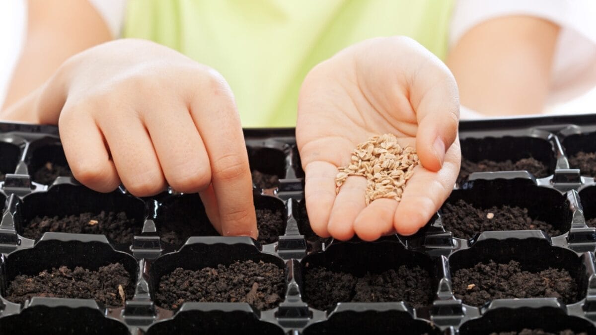 7 Gardening Hacks with Hydrogen Peroxide Every Gardener Should Know 2 7 Gardening Hacks with Hydrogen Peroxide Every Gardener Should Know - seed germination dp67634091