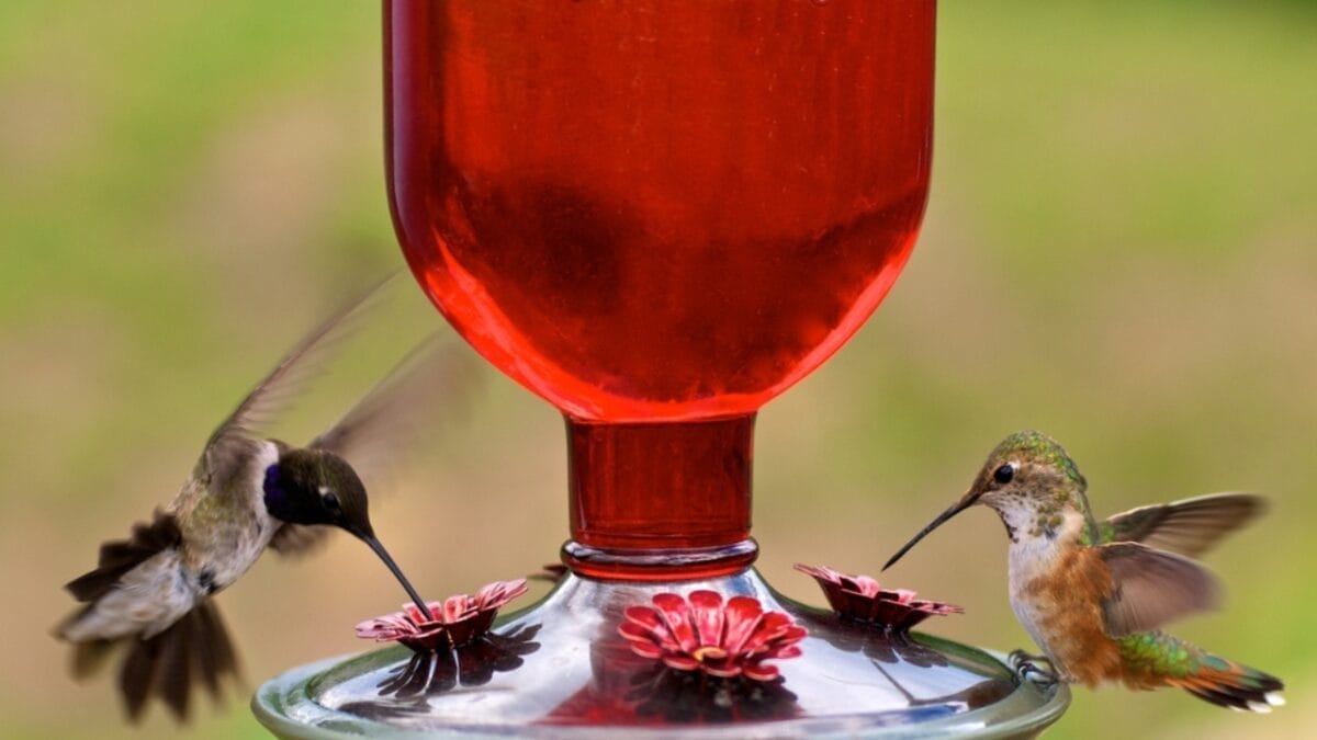 How to Make Hummingbird Food: 4 Simple Tips & Tricks 3 How to Make Hummingbird Food: 4 Simple Tips & Tricks - seeing red ss107467049