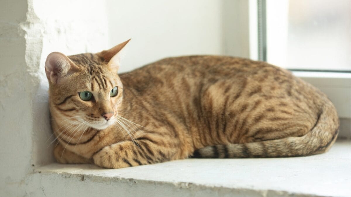 10 Cat Breeds That Look Like Wild Animals 8 10 Cat Breeds That Look Like Wild Animals - serengeti cat ss1947368710