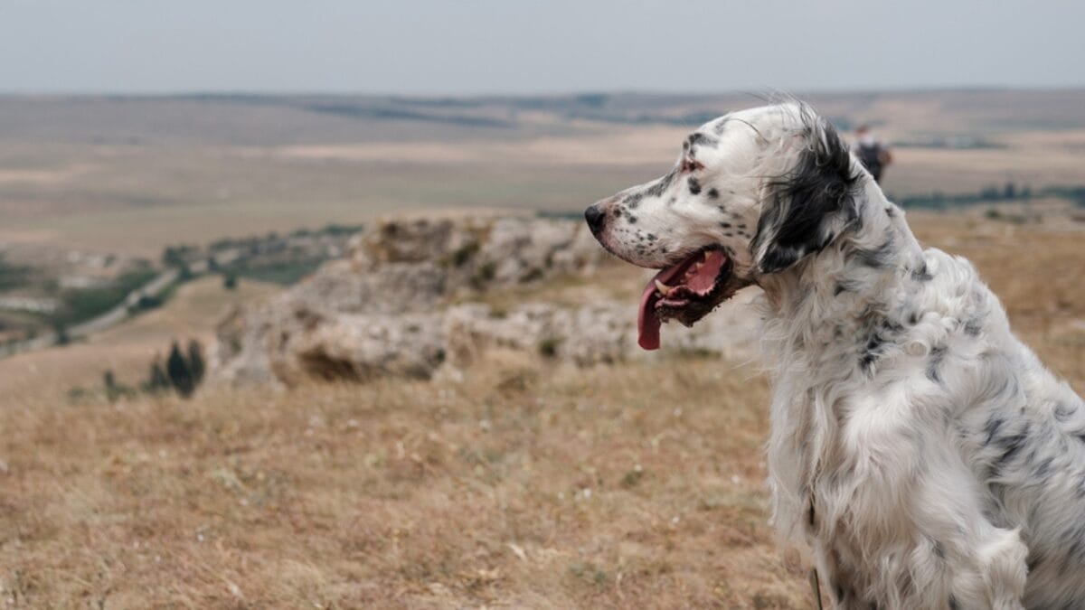 10 Things Only Devoted English Setter Lovers Know 9 10 Things Only Devoted English Setter Lovers Know - setter dog looking field side dp210462050