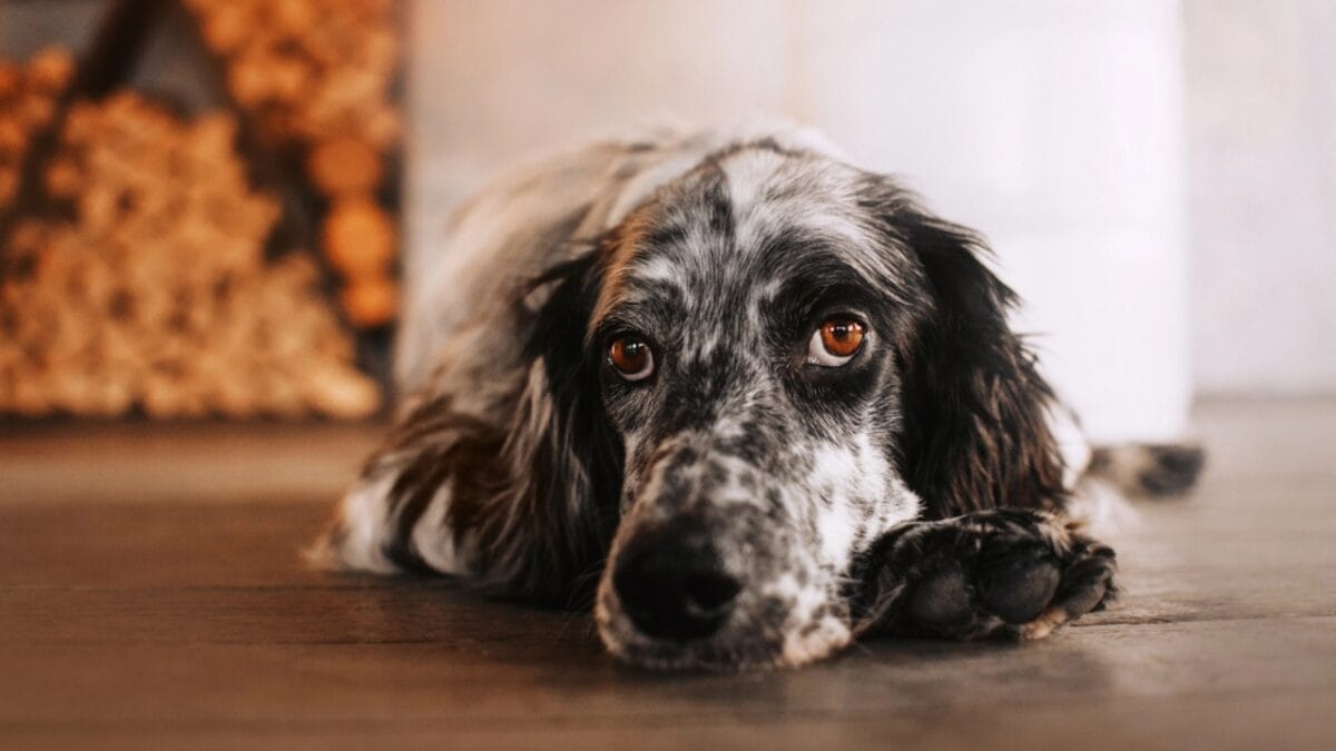 10 Things Only Devoted English Setter Lovers Know 3 10 Things Only Devoted English Setter Lovers Know - setter dog lying on floor dp325120320
