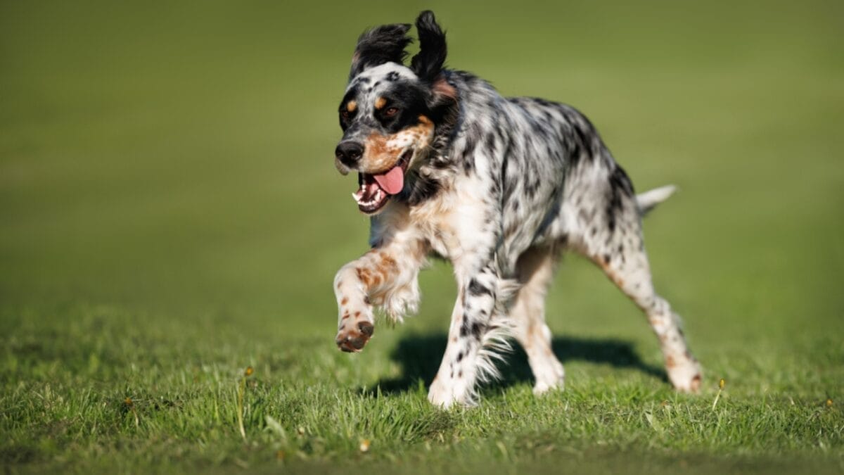 12 strange dog behaviors explained by science 8 12 strange dog behaviors explained by science - setter dog running dp719455074