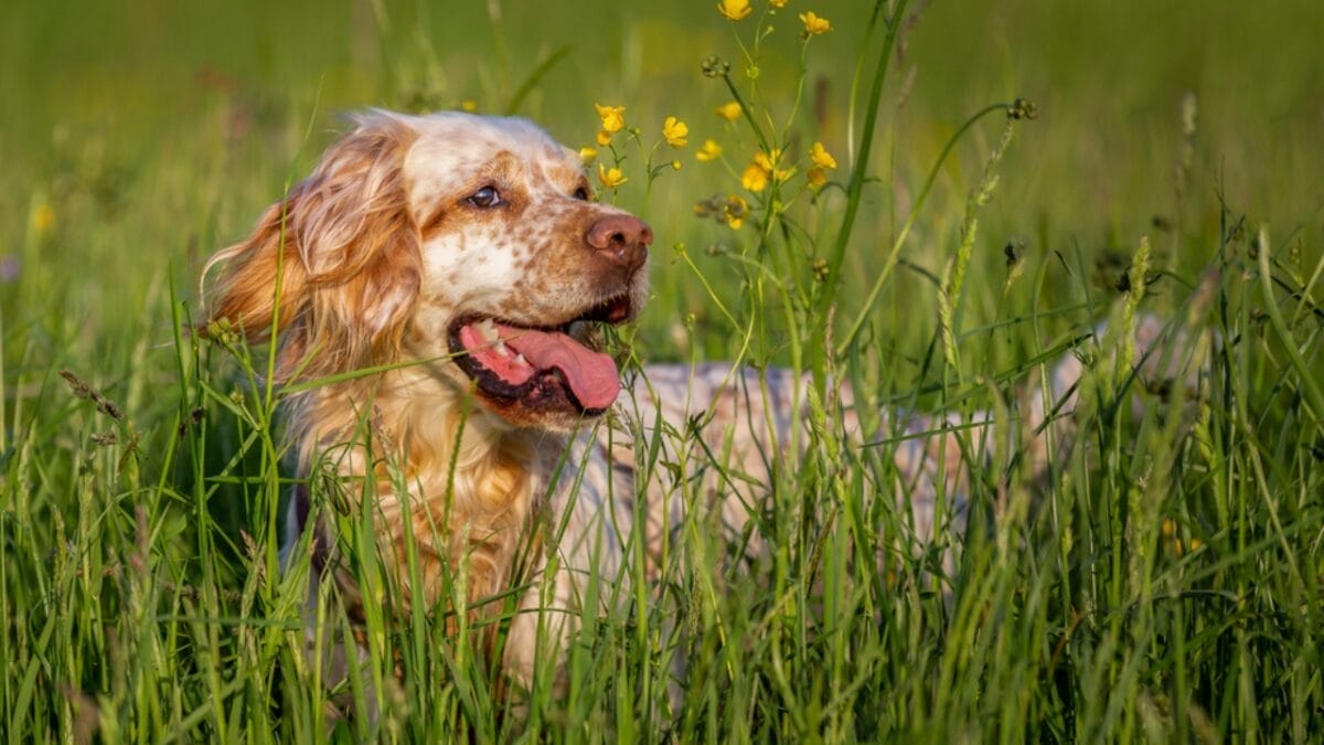 10 Things Only Devoted English Setter Lovers Know 11 10 Things Only Devoted English Setter Lovers Know - setter dog sitting flowers dp591198466