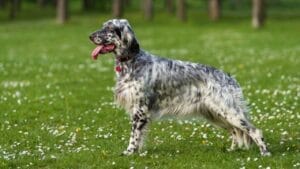 10 Things Only Devoted English Setter Lovers Know 1 10 Things Only Devoted English Setter Lovers Know - setter dog standing grass dp46912999