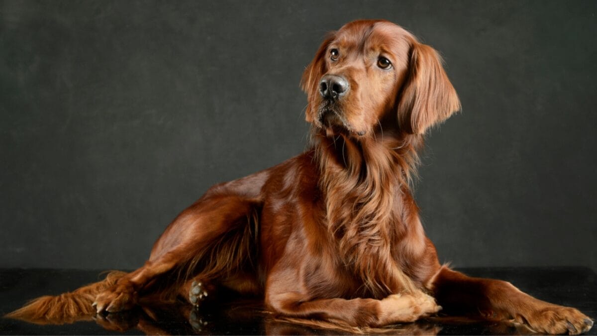 10 Things Only Devoted English Setter Lovers Know 8 10 Things Only Devoted English Setter Lovers Know - setter dog studio dp237858962