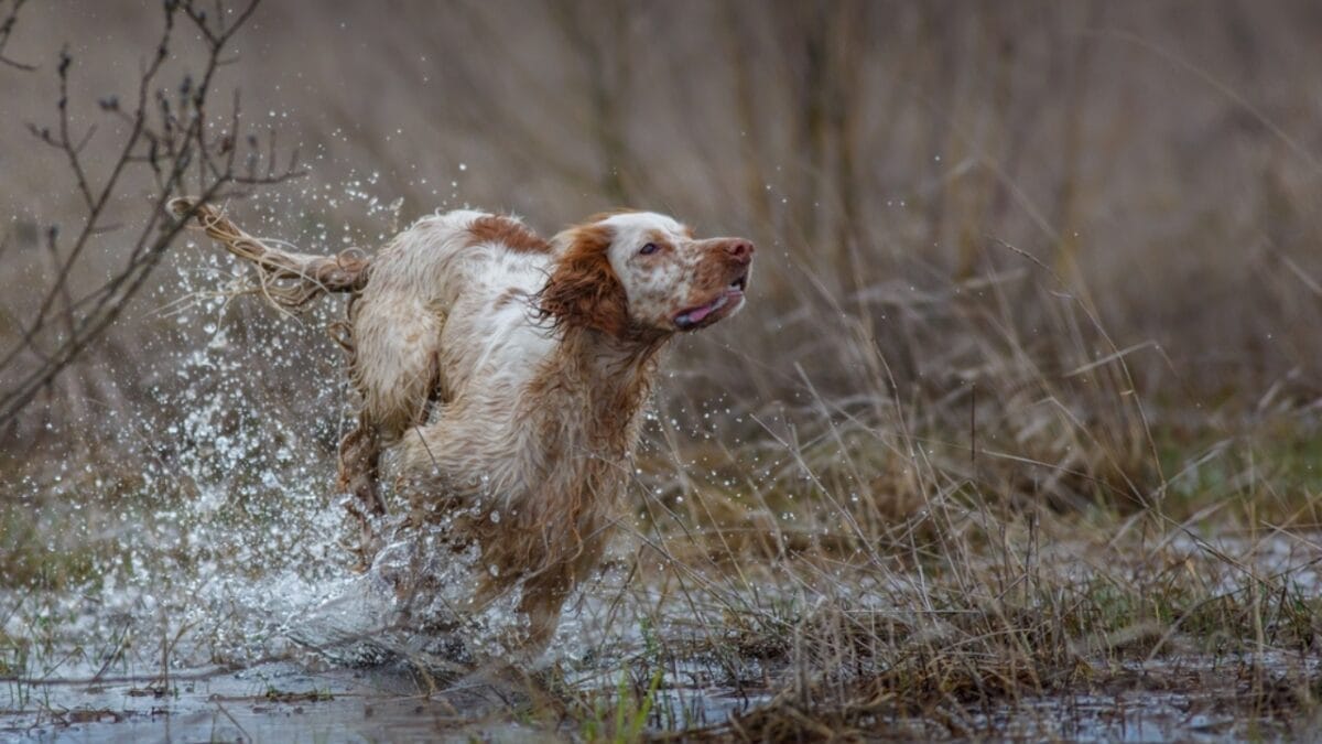 10 Things Only Devoted English Setter Lovers Know 6 10 Things Only Devoted English Setter Lovers Know - setter dog swimming dp90151876