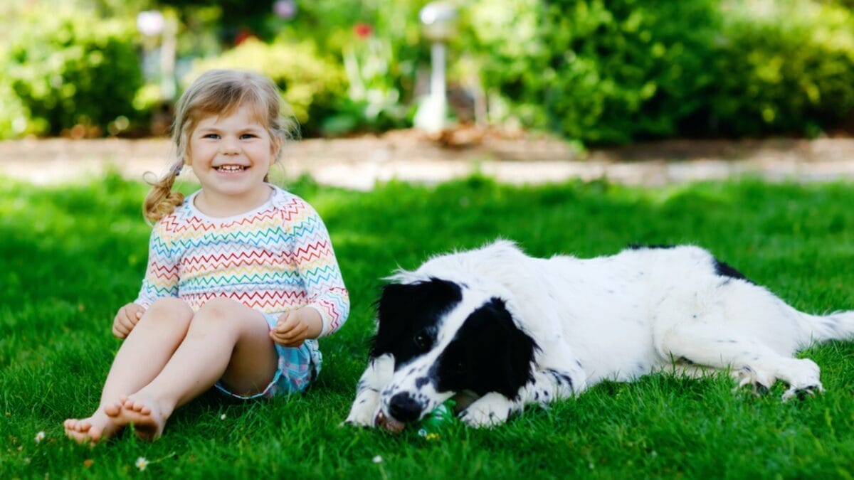 10 Things Only Devoted English Setter Lovers Know 10 10 Things Only Devoted English Setter Lovers Know - setter dog with child sitting dp438374792