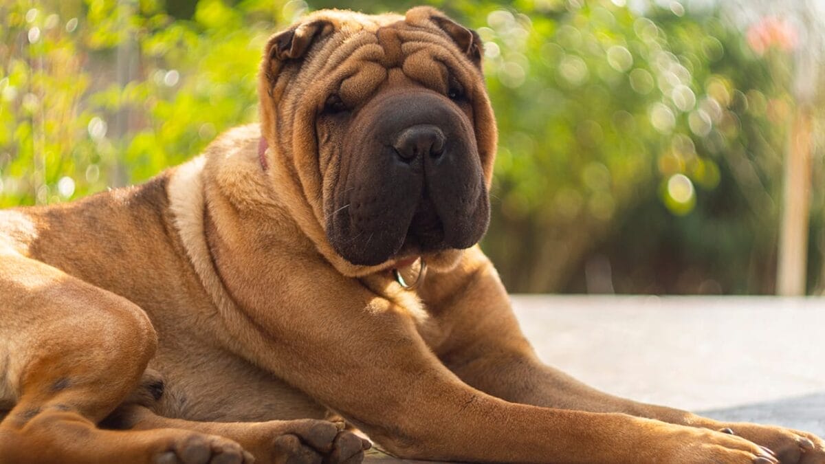 10 Worst Dog Breeds for Kids 9 10 Worst Dog Breeds for Kids - shar pei dog ss1859092327